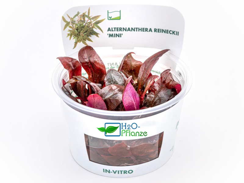 Rotes mini Papageienblatt - Alternanthera reineckii mini in vitro